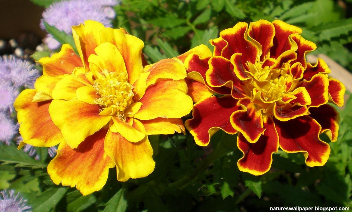 Red and Yellow Marigolds